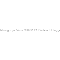 Recombinant Chikungunya Virus CHIKV E1 Protein, Untagged, E.coli-100ug